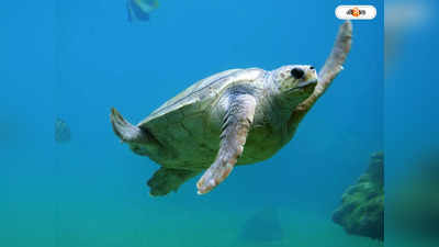 Olive Ridley Turtle: কক্সবাজার সৈকতে ভেসে আসছে মৃত অলিভ রিডলে কচ্ছপ, বাড়ছে উদ্বেগ
