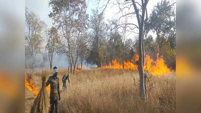 Panna Tiger Reserve: पन्ना टाइगर रिजर्व के कोर जोन में लगी भीषण आग, कई बाघों का है ठिकाना