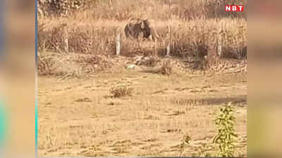 Umaria News: उमरिया में जंगली हाथी का आतंक, सुबह सवेरे खेत में टहल रहे दादा-पोते को कुचला, एक की मौत