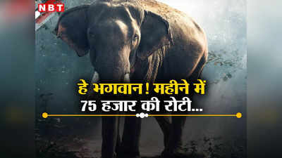 दिन में 10 किलो रोटी, महीने के 75 हजार और साल के 10 लाख का खर्च...पेंच नेशनल पार्क में कर्नाटक के हाथियों की मौज
