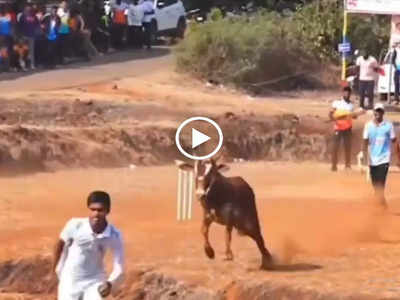Viral Video: जब सांड ने क्रिकेट मैच के बीच मारी एंट्री, खिलाड़ियों को जमकर दौड़ाया, मच गया कोहराम