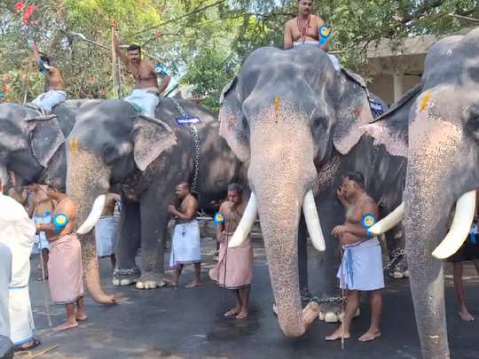 ഗുരുവായൂർ ആനയോട്ടത്തിൽ ഗോപീ കണ്ണൻ ജേതാവ്; ഉത്സവത്തിന് കൊടിയേറുന്നു