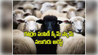 Sheep Distribution: గొర్రెల పంపిణీ పథకం స్కామ్‌.. నలుగురు అధికారులు అరెస్టు, 2.10 కోట్ల అవినీతి 