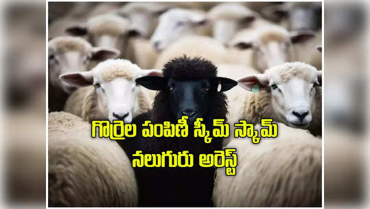 Sheep Distribution: గొర్రెల పంపిణీ పథకం స్కామ్‌.. నలుగురు అధికారులు అరెస్టు, 2.10 కోట్ల అవినీతి 