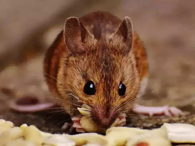 एंटीबॉडी का चूहों पर हुआ सफल परीक्षण