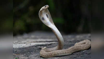 Snake In Hinduism: ಹಾವುಗಳಿಗೇಕೆ ಇಷ್ಟೊಂದು ಧಾರ್ಮಿಕ ಮಹತ್ವ.? ನಿಮಗೇನಾದರೂ ಗೊತ್ತೇ.?