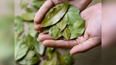 Bay Leaf Health Benefits: कई बीमारियों की एक दवा है तेजपत्ता, ऐसे करें सेवन