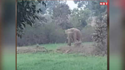 Umaria News: उमरिया में जंगली हाथी ने मचाया कोहराम, ग्रामीणों पर हमला कर महिला समेत दो को किया घायल, इलाके में फैली दहशत
