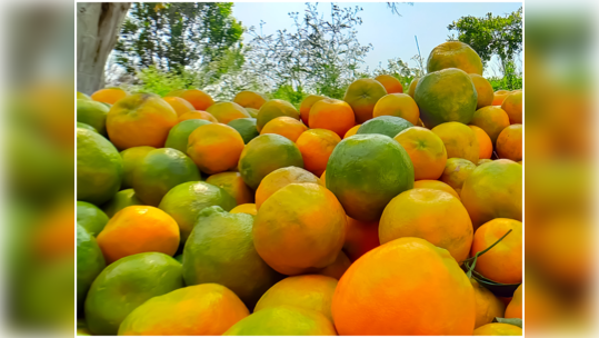 ಕೊಡಗಿನ ಕಿತ್ತಳೆಗೆ ಪುನಶ್ಚೇತನ; 2 ಕೋಟಿ ರೂ. ವೆಚ್ಚದಲ್ಲಿ ಮರುಜೀವ