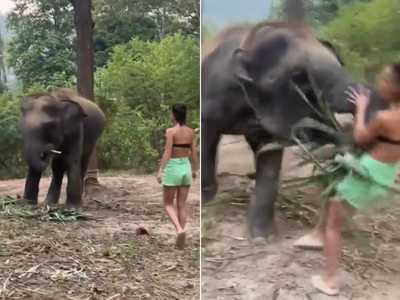 भुकेल्या हत्तीला छेडणं पडलं भारी, तरुणीला एका फटक्यात टाकलं उडवून, पाहा व्हायरल व्हिडीओ