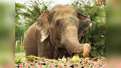 तीन हाथी, डॉक्टर्स और दो दर्जन एक्सपर्ट...अनूपपुर में गुस्साए गजानन को निकालने में प्रशासन के छूट रहे पसीने