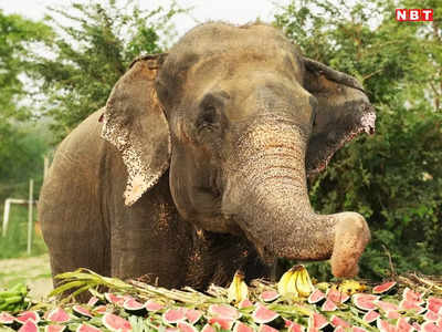तीन हाथी, डॉक्टर्स और दो दर्जन एक्सपर्ट...अनूपपुर में गुस्साए गजानन को निकालने में प्रशासन के छूट रहे पसीने