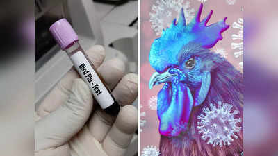 Bird Flu क्या है? जिसको वैज्ञानिक मान रहे हैं खतरनाक, Antarctica में मिले जानलेवा वायरस के नमूने