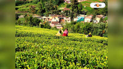 Tea Garden : খুলল চা-বাগান, বন্ধের নোটিস আরও একটিতে