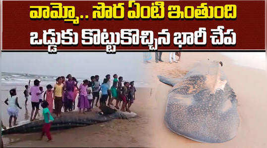 big shark found near beach in srikakulam district