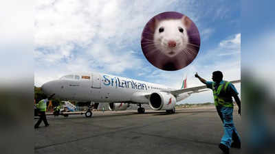 पाकिस्तान से हवाई जहाज की सवारी कर श्रीलंका पहुंचा चूहा, तीन दिनों तक विमान को उड़ने से रोका