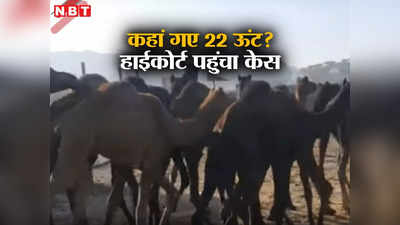 Meerut News: कुर्बानी के लिए लाए गए थे 22 ऊंट, 4 साल बाद हाईकोर्ट क्यों पहुंच गया मालिक?