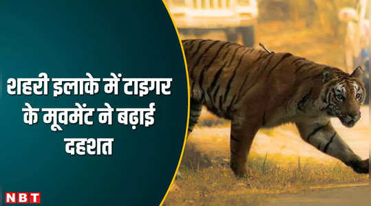 raisen news movement of tiger at residence area captured in cctv camera forest department reached