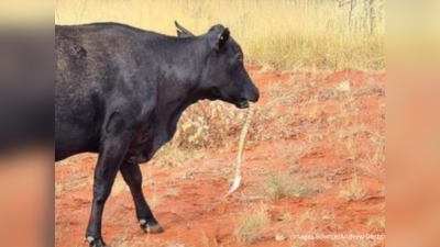 Cow Eats Python: 4 फुट लंबा अजगर खा गई गाय तो गौशाला मालिक के उड़े होश, डॉक्टर ने बताया अनोखा केस