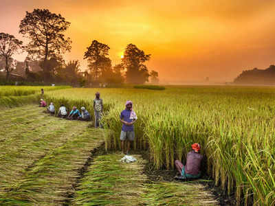 यूपी-बिहार और राजस्थान के किसानों के लिए गुड न्यूज, केंद्र सरकार ने लिया बड़ा फैसला