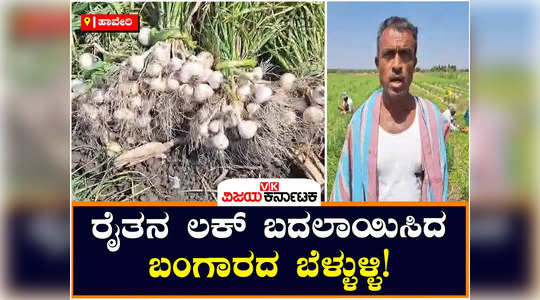 demand for garlic price rise ranebennur lingadalli village farmers harvest crop good profit