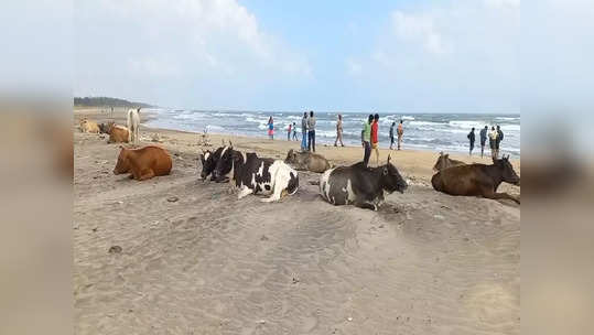 காரைக்கால் கடற்கரையில் சுற்றித் திரியும்  மாடுகள்... சுற்றுலா பயணிகள் அச்சம்!