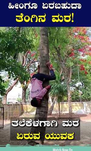 shirahatti youth climb coconut tree backwards spider man of gadag
