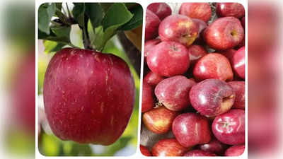 पूरी दुनिया में सेब बेचकर भारत करता है खूब कमाई, ये मुल्क हैं बड़े खरीदार, हो रहा इतना उत्पादन