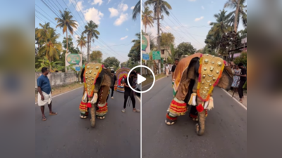 रजनीकांत के Kaavaalaa गाने पर हाथी ने किया गजब का डांस, पूरा वीडियो देख जनता बोली- ये तो हाथी नहीं है!