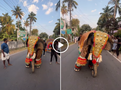 रजनीकांत के Kaavaalaa गाने पर हाथी ने किया गजब का डांस, पूरा वीडियो देख जनता बोली- ये तो हाथी नहीं है!