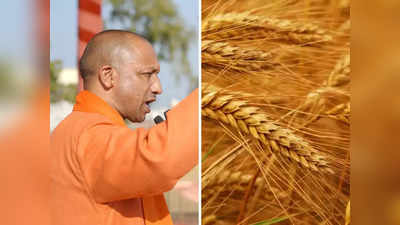 Wheat MSP: योगी सरकार ने गेहूं का एमएसपी बढ़ाया, इस बार बटाईदार भी बेच सकेंगे अपनी फसल