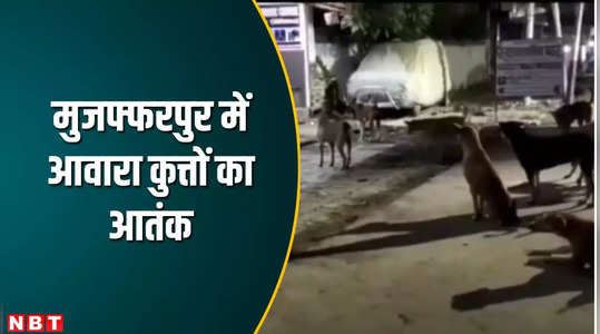 muzaffarpur news dog bite people afraid more than 100 people are becoming victims every day