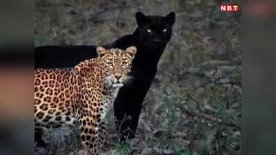 Leopard In MP: मध्य प्रदेश ने बरकरार रखा तेंदुआ स्टेट का तमगा, देश में सबसे अधिक 3,907 हुई लेपर्ड की संख्या