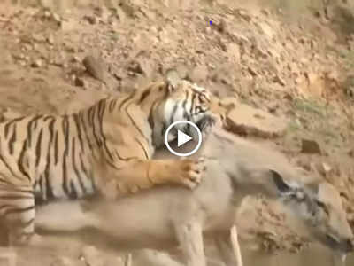 पानी पी रहा था हिरण, तभी बाघिन ने गर्दन से दबोच लिया, रणथंभौर नेशनल पार्क का डरावना वीडियो वायरल