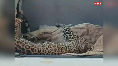 Barwani News: जहर नहीं लिवर में संक्रमण से हुई है मादा तेंदुआ की मौत, घायल का इलाज करा रहे वन विभाग का दावा