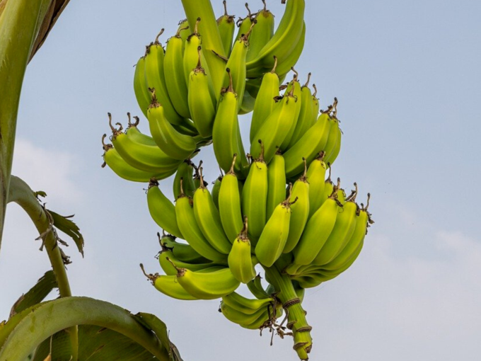 ​હાઇ ફ્લેવેનોલ્સવાળા 10 ખોરાક