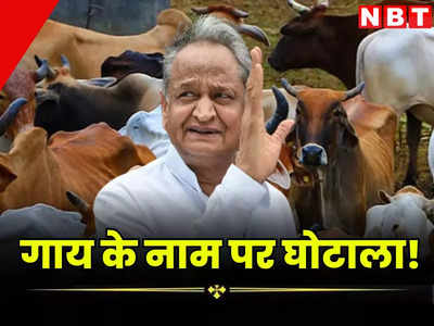 राजस्थान में गाय के नाम पर घोटाला! ना गौशाला और ना गाय फिर भी उठाया करोड़ों रुपए का अनुदान