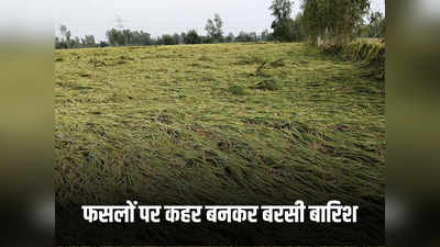 बेमौसम बारिश ने बढ़ाई किसानों की टेंशन... मटर, मसूर, चना, सरसो, गेहूं की फसलों को भारी नुकसान की आशंका
