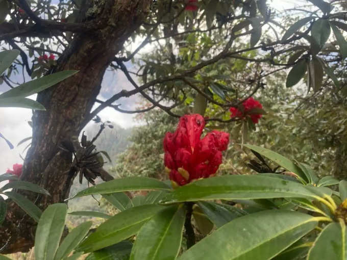 बुरांश के फूल बता रहे हिमालय के इलाकों में मौसम का हाल