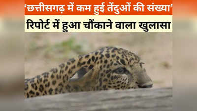 Chhattisgarh News: छत्तीसगढ़ में कम हुई तेंदुओं की संख्या, एक्सपर्ट ने बताए क्या हैं कारण