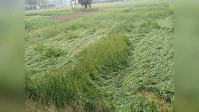 Bihar Rain Update: बेमौसम बारिश से लोग परेशान, तेज हवा के झोंकों से बैठ रहा गेहूं किसानों का दिल