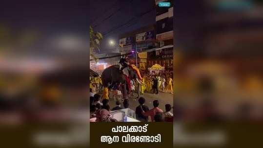 elephant ran amok in between pattambi nercha festival