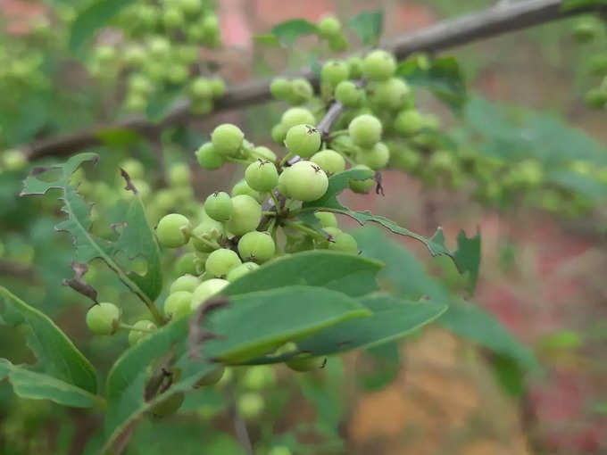 गुग्गुल (Guggul)