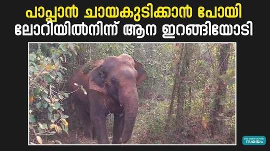 elephant brought for nercha in pattambi ran out of the lorry