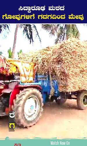 cattle fodder to siddharoodha math by gadag madalageri village farmers in 30 tractors maize crop