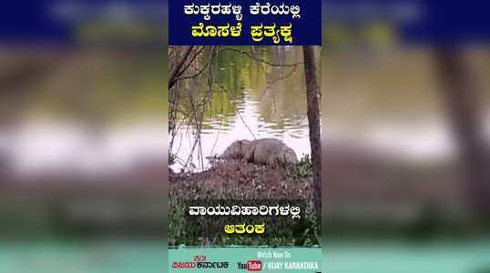 crocodile spotted to walkers in kukkarahalli lake mysuru viral video
