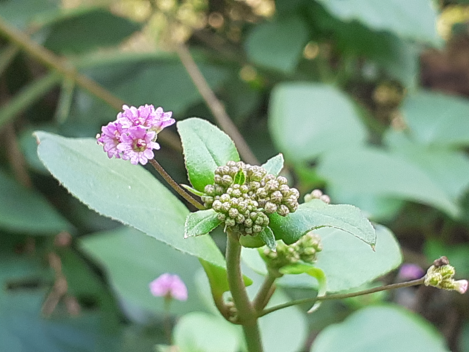 ಪುನರ್ನವ