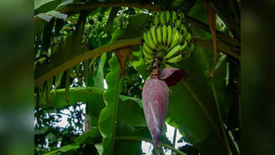 Banana Flower Benefits: হে মোচা প্রিয় বাঙালি, এই ৫ রোগ দূরে রাখবে এই সবজি!