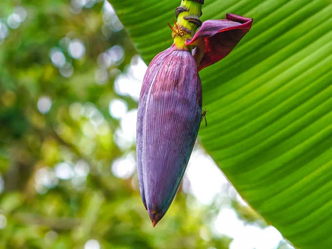 মোচার উপকারিতা