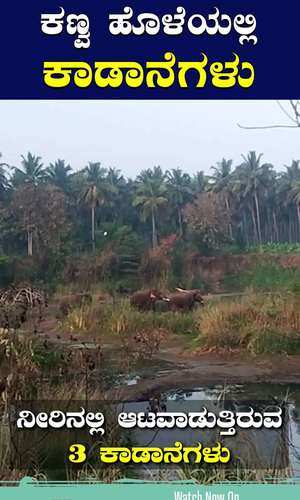 wild elephants in ramanagara channapatna kanva water flow summer drought